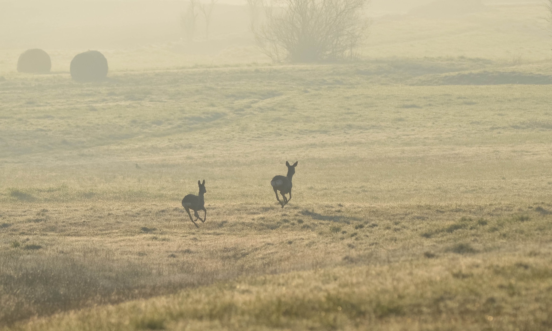 V galop... by Andrej