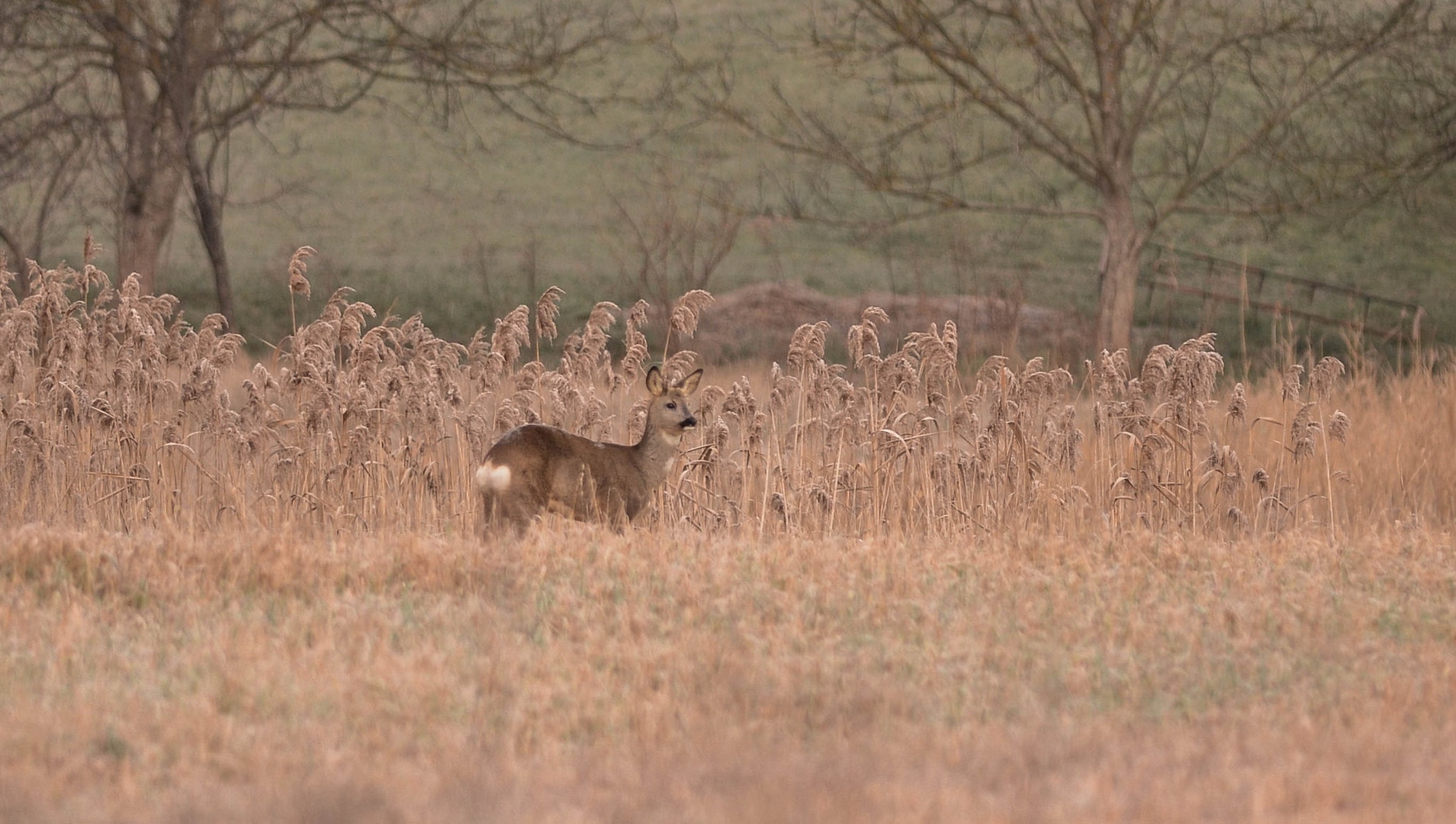 Sneg gre.. by Andrej