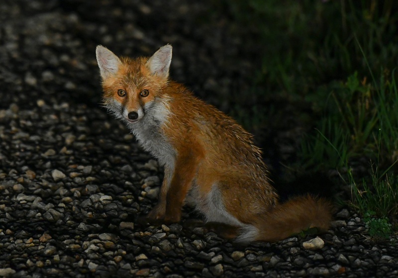 Na poti domov... by Andrej