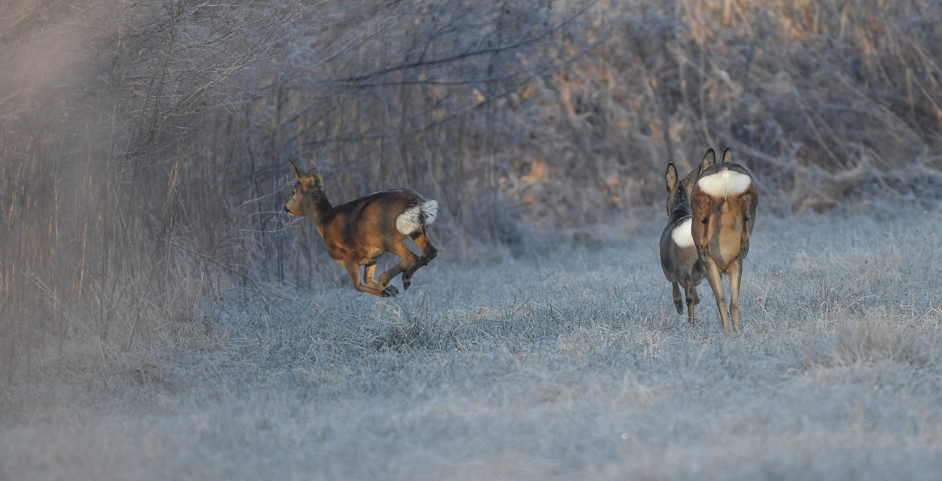 Hop hop hop... by Andrej