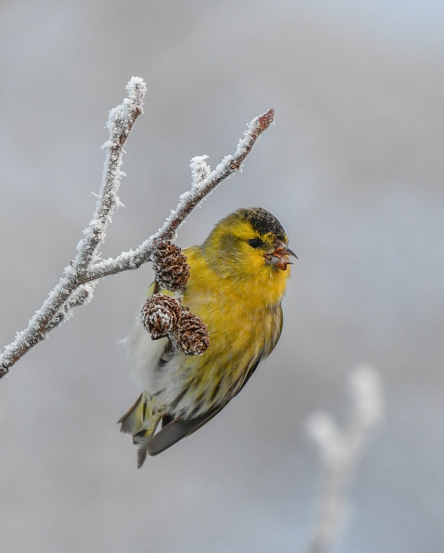 Ledeni prigrizek... by Andrej