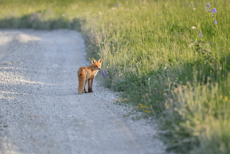 What's up? by Andrej