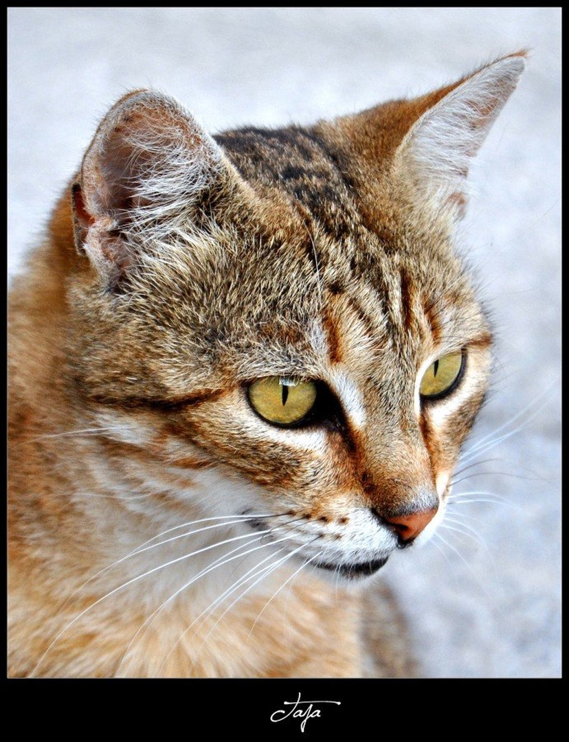 Cat by Taja Škerl