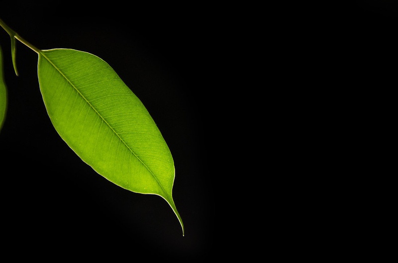 leaf by Rene