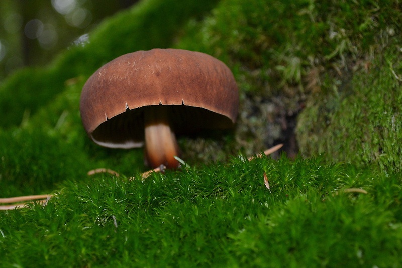 gozdna meduza by Venera