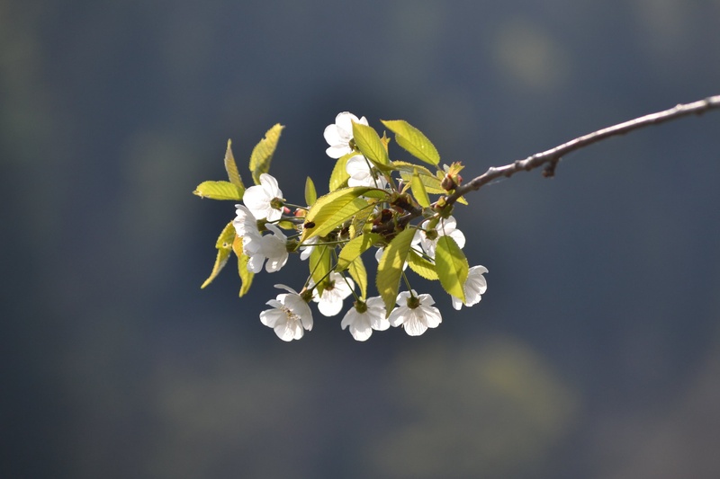 divja češnja by Venera
