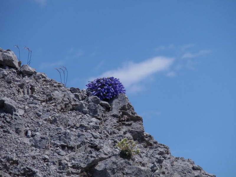 gorski venec by Venera