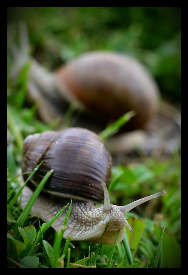hiti počasi by Mirjana