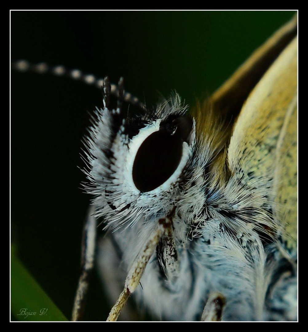 deteljni modrin by