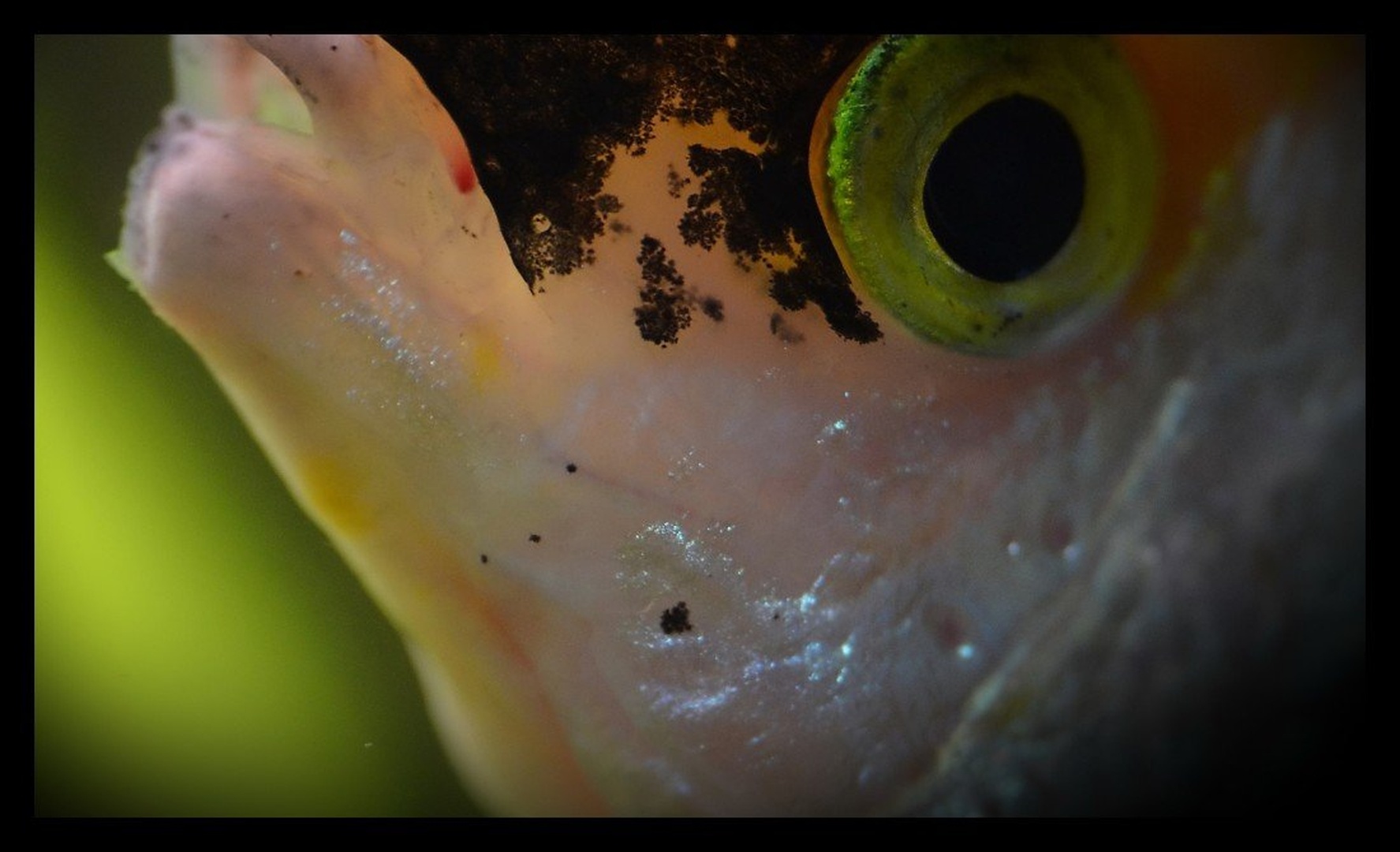 fish eye by