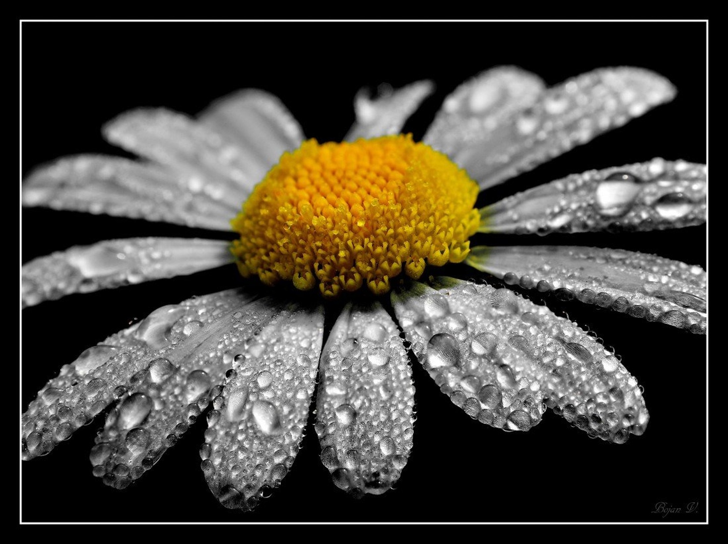 rosa 1 by