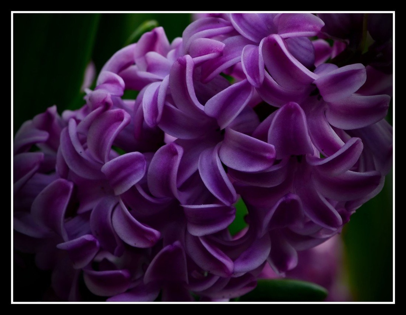 vijola by