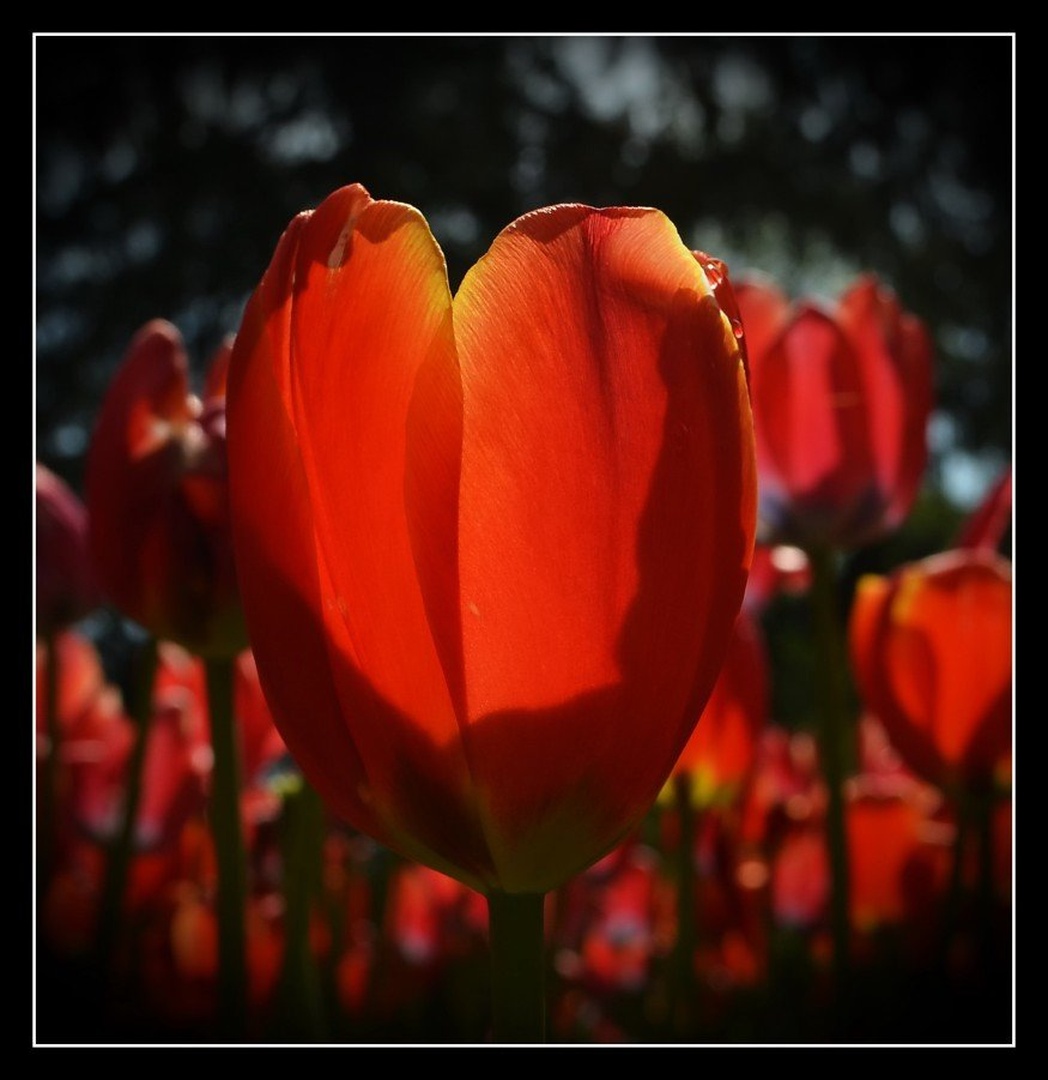 rdeči tulipan by