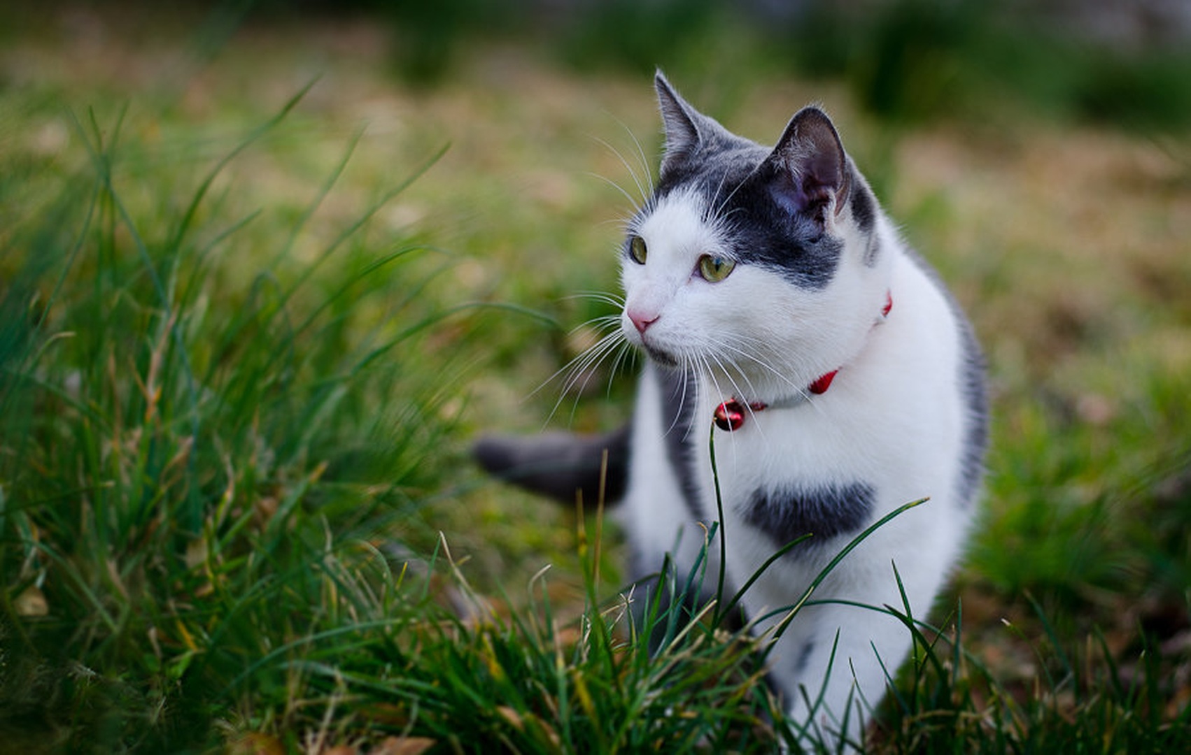 Cat walk by Grega Cokan
