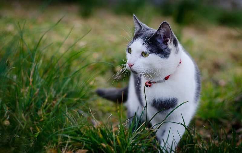 Cat walk by Grega Cokan
