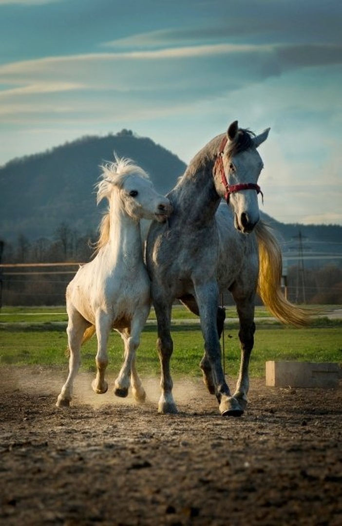 Horses by Grega Cokan