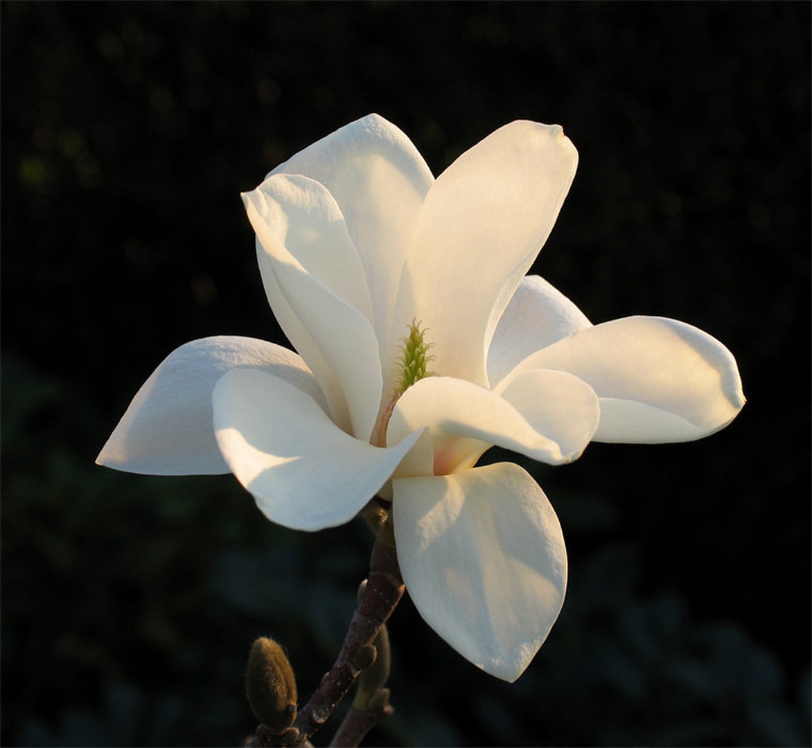 Soulangeana by