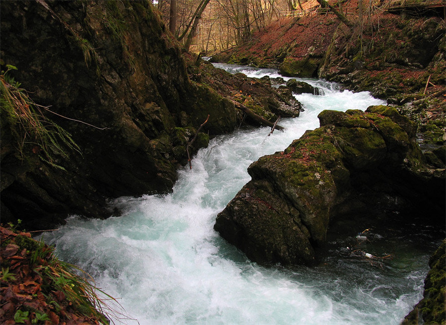 brzice by