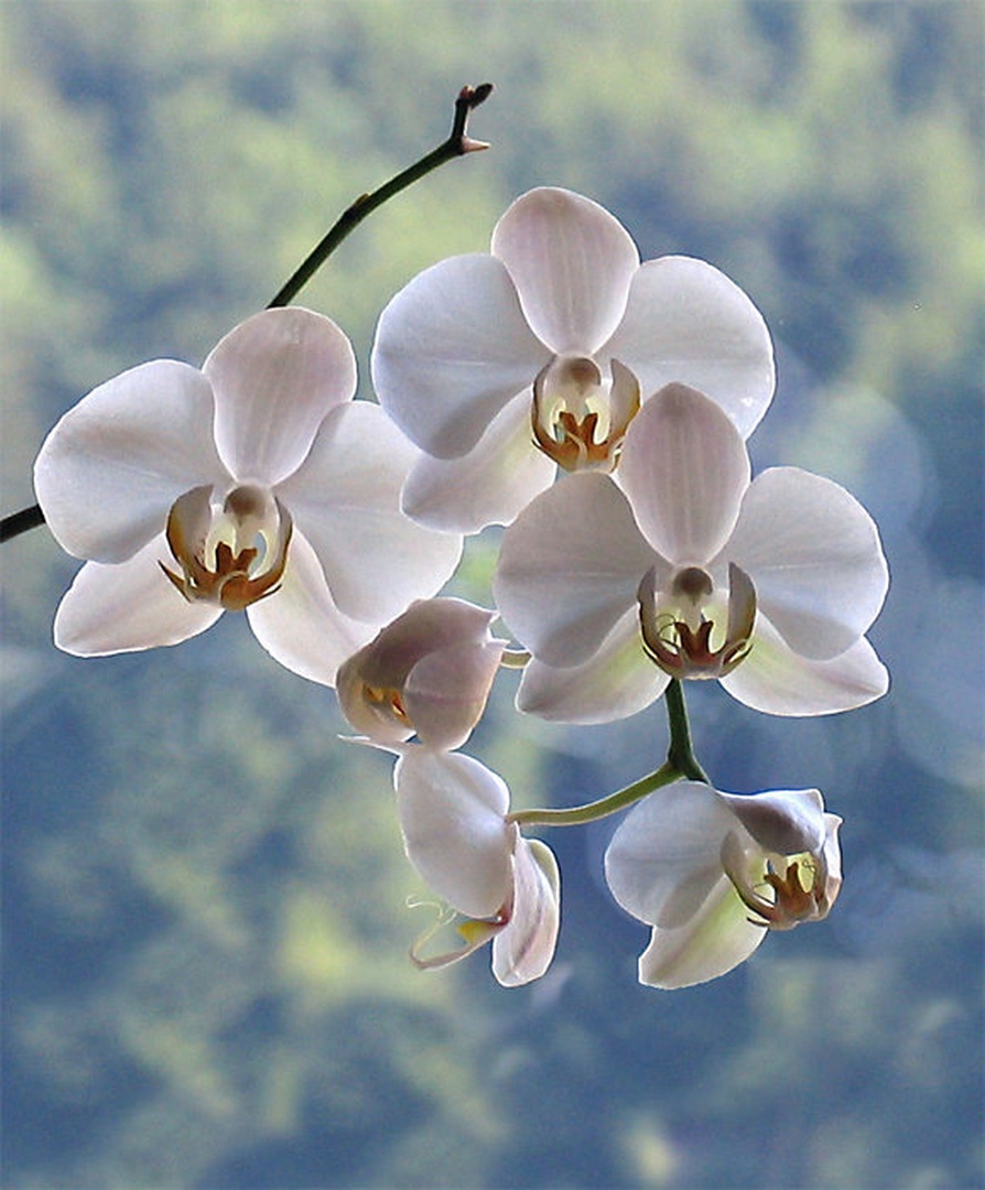 Palenopsis by