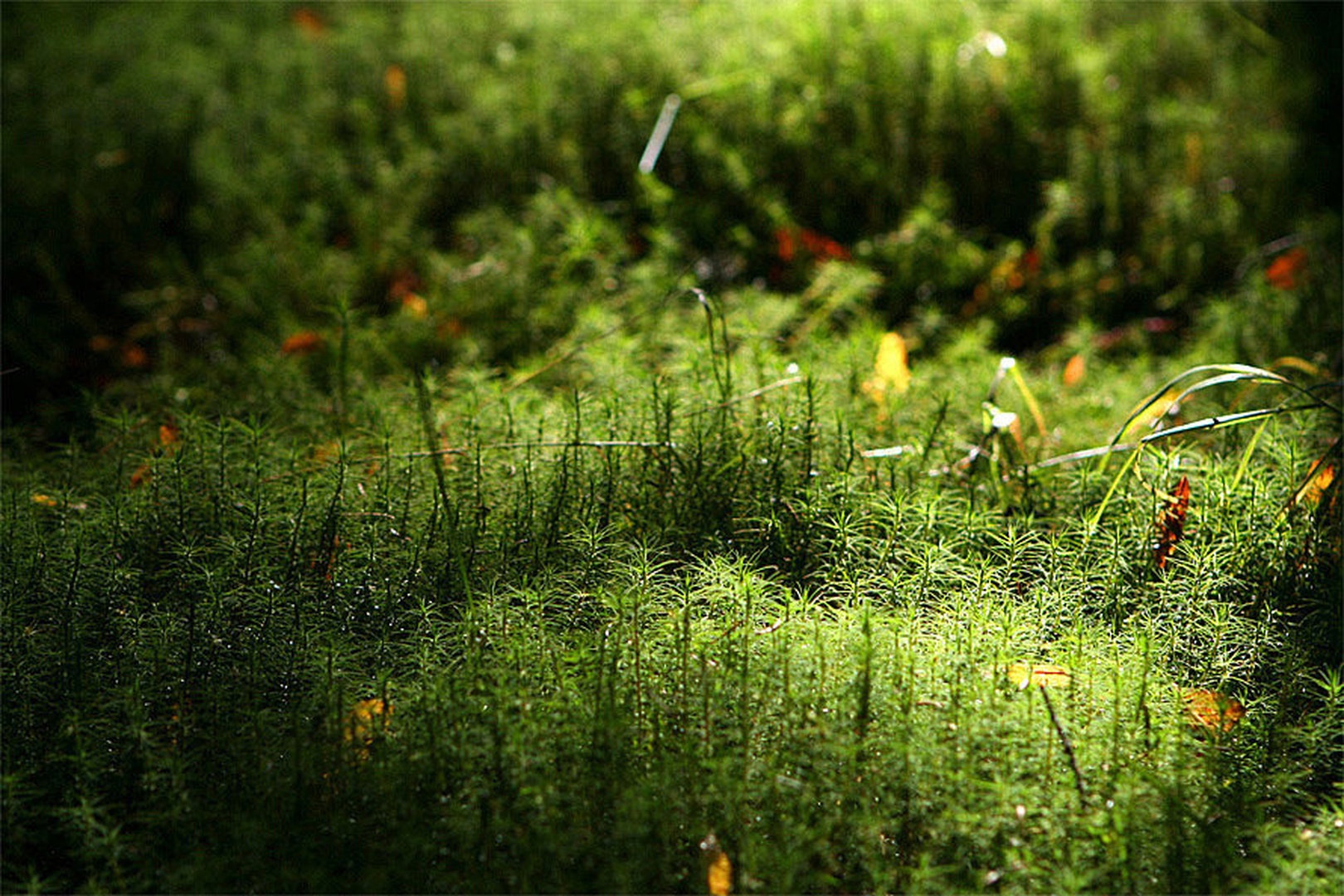 Gozdna miniatura by