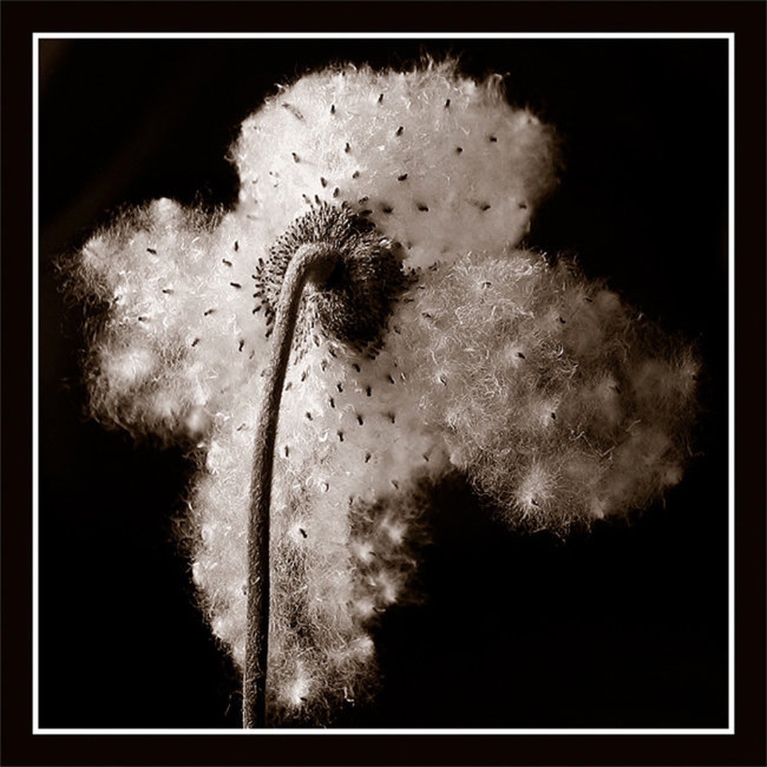 Anemona 2 by