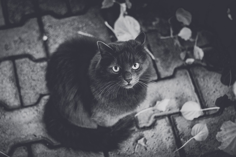 Max by Igor Čokl