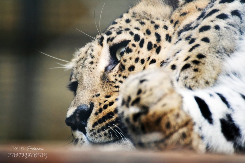 Počitek Perzijskega  leoparda by pline