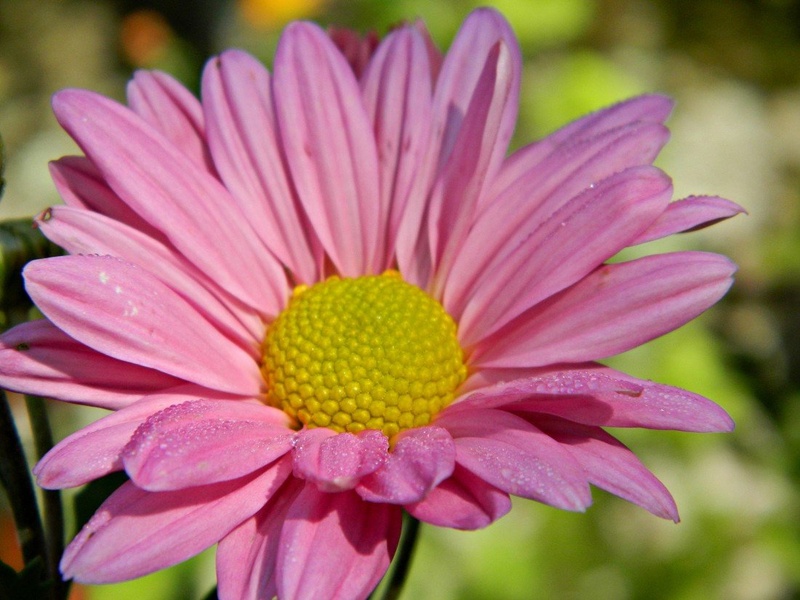 Flower:) by Karin77