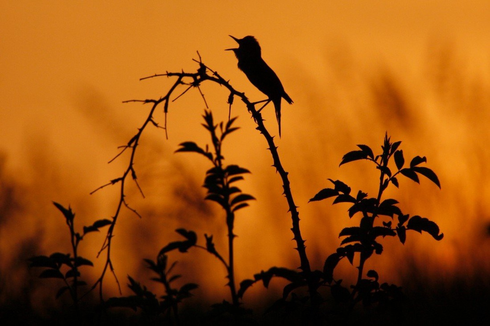 Morning singer by