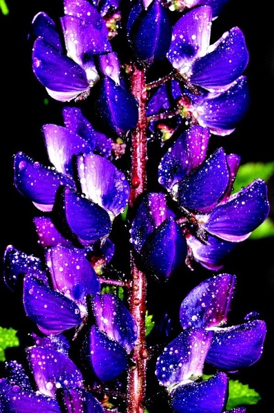 lupinus by nikolaj golob