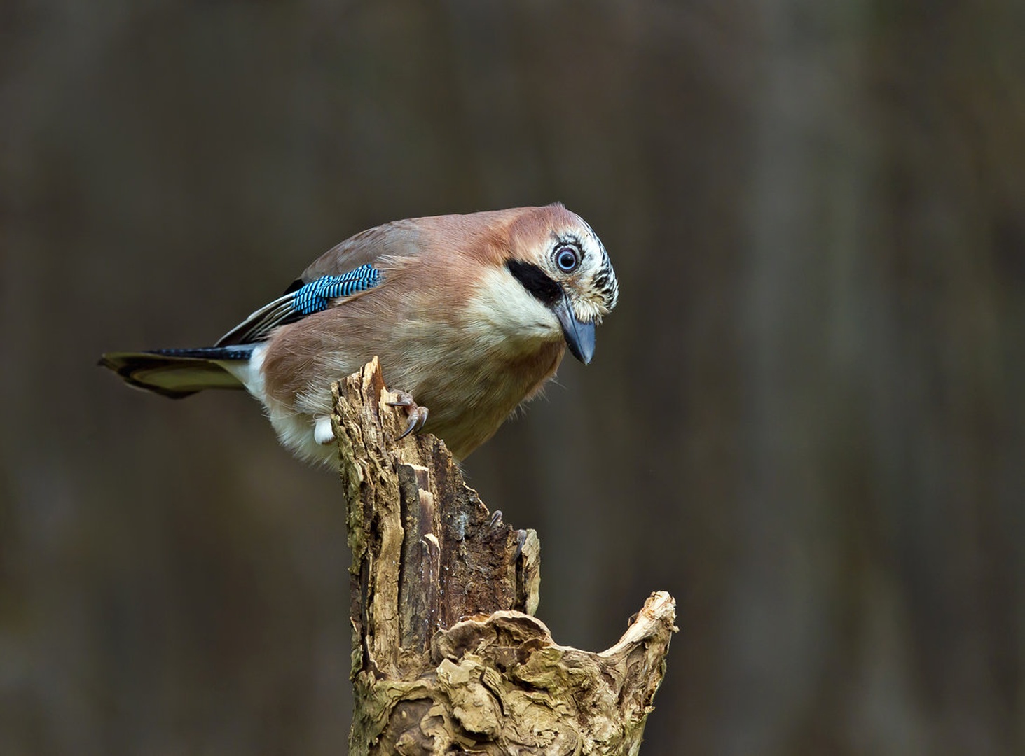 Modrooka by Ronkalj Boris