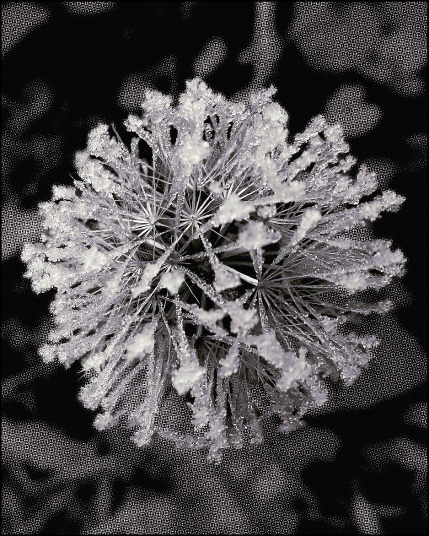 Frostwork by SuzieBlue_SI