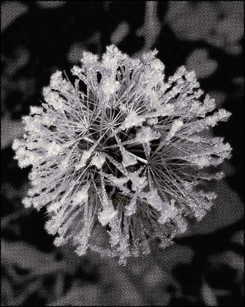 Frostwork by SuzieBlue_SI