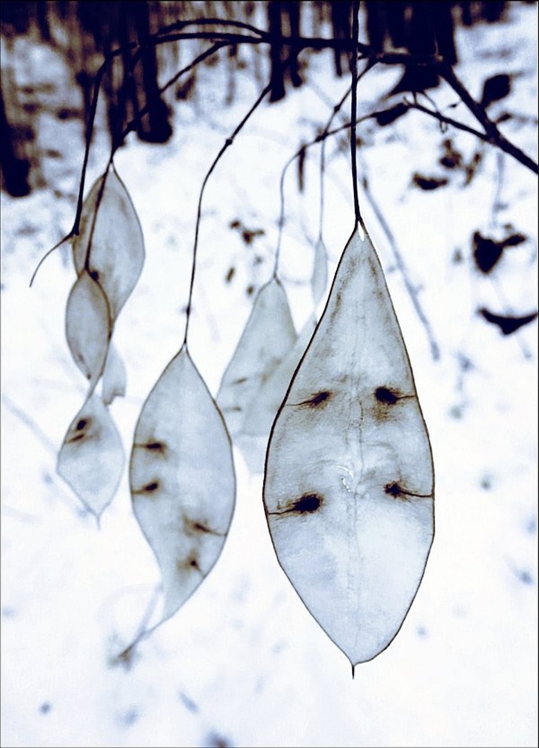 Persistence by SuzieBlue_SI