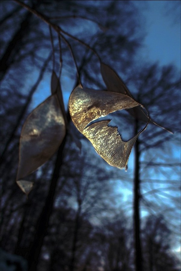 Sparkles in the Wind by SuzieBlue_SI