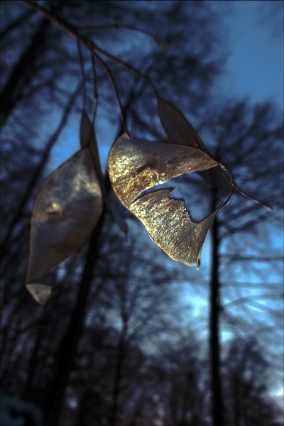 Sparkles in the Wind by SuzieBlue_SI