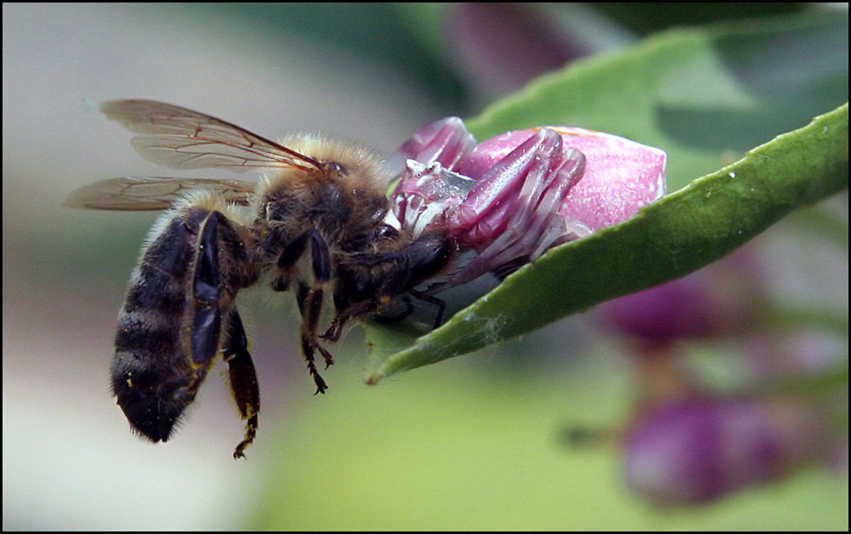 Bee Killer by Davor