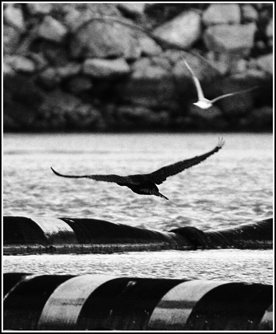 Flyin` away by Davor