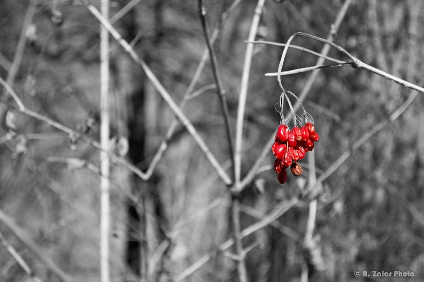 Red berries by Aljaž Zalar