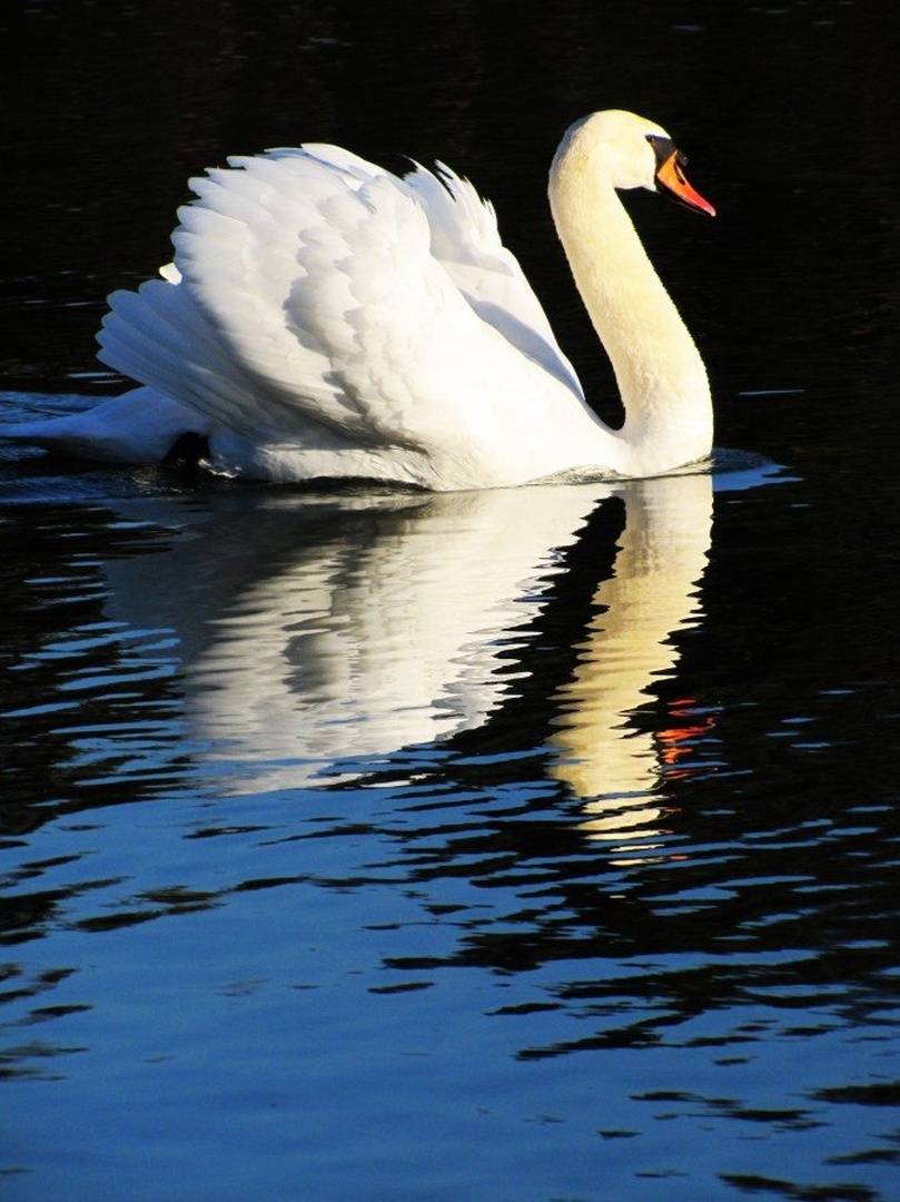 white Queen by