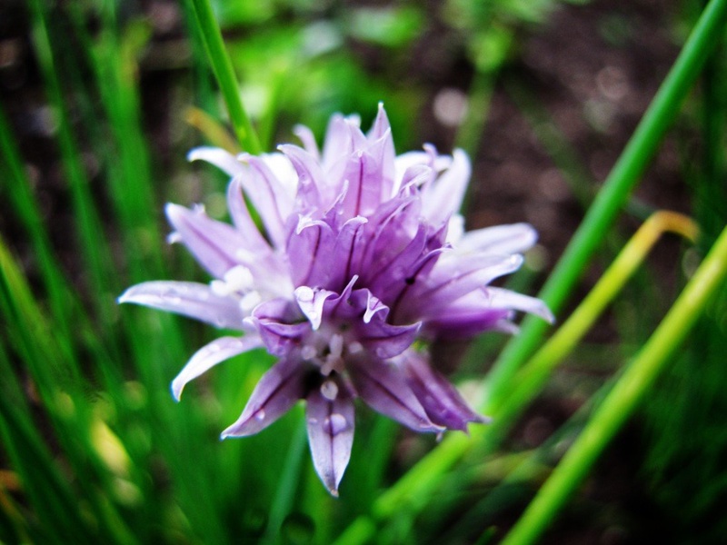 purple flower by eRRor