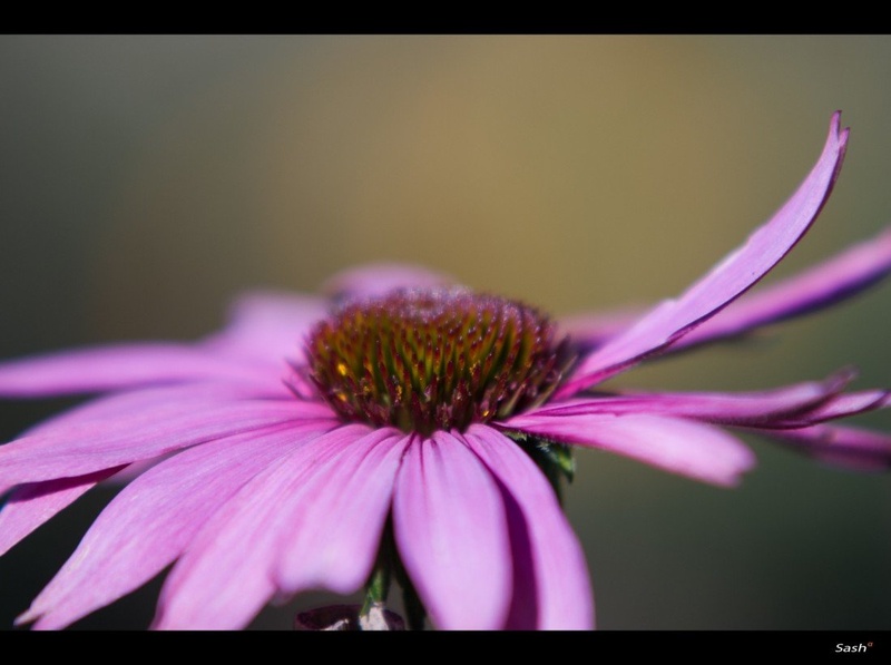 Flowers again by Sasha Alpha