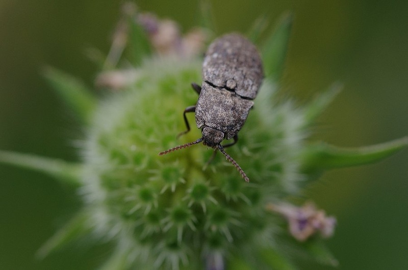 bug by mrhr