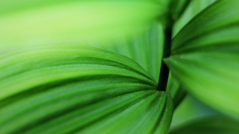 Green by Igor Podlipnik