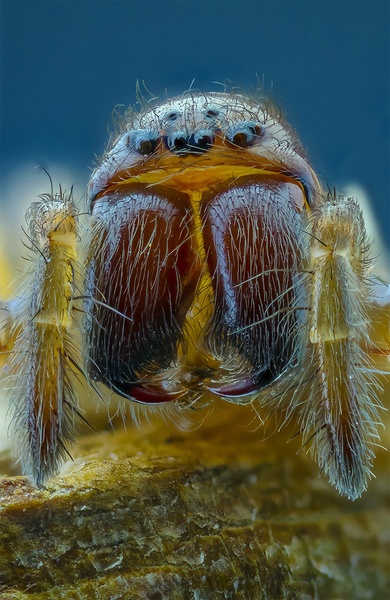 zobata by hepix