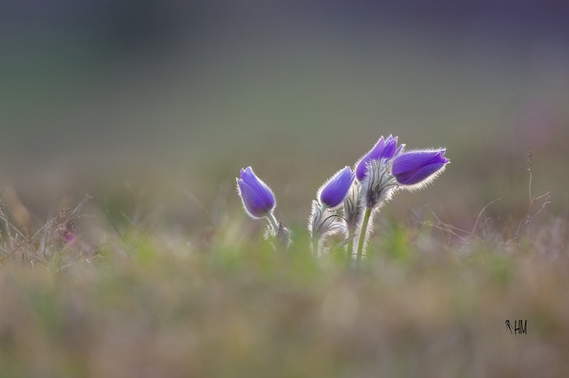 pulsatilla grandis by hepix
