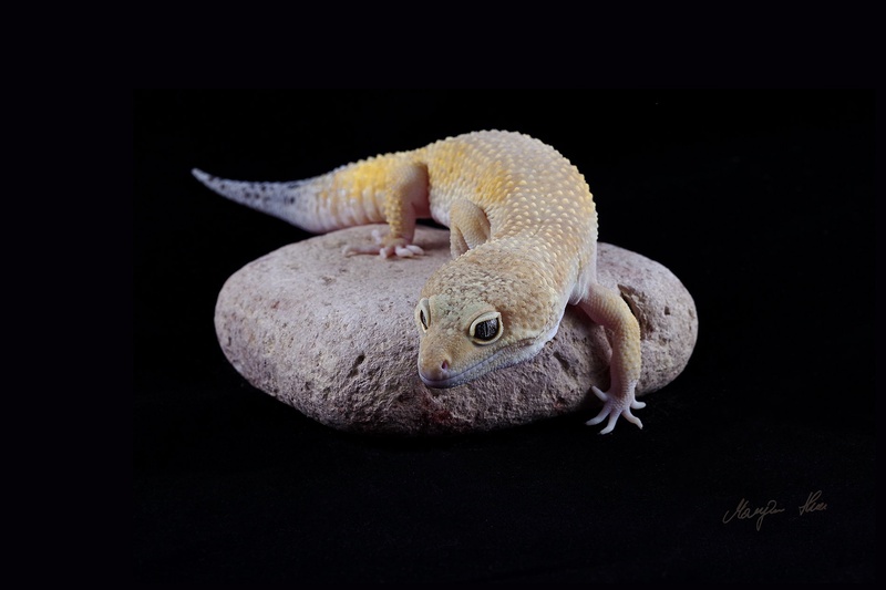 gecko by hepix