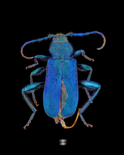 Callidium violaceum by hepix