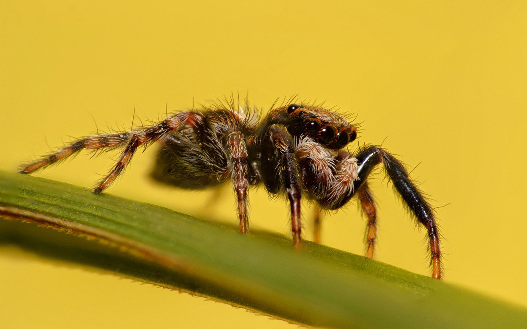 Mr. Jumper by Dejan Rocner