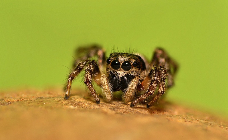 Jumpy by Dejan Rocner